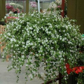 Bacopa Snowtopia? Seed A20222172