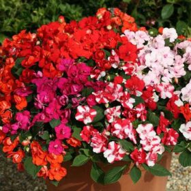 Impatiens Athena Mix F1 Seed A20222423