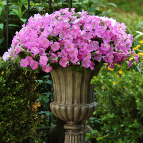 Petunia Shock Wave Pink Shades F1 Seed A20222999