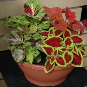 Coleus Wizard Select Mix Seed A20222294