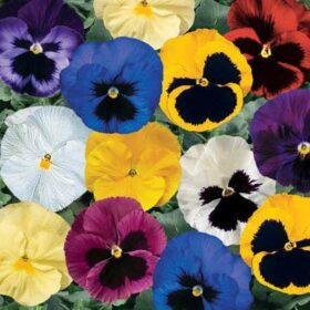 Pansy Delta Premium Mix F1 Seed A20222605