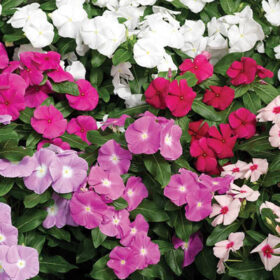 Vinca Cora Mix F1 Seed A20222859