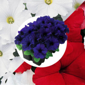 Petunia Dreams Collection Seed A20222683