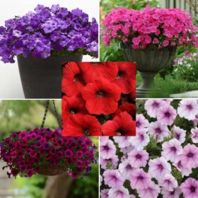 Petunia Shock Wave F1 Collection Seed A20222998