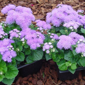 Ageratum Aloha Blue F1 Seed A20222128