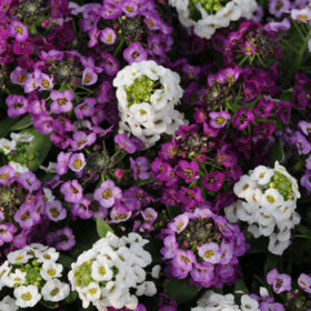 Alyssum Clear Crystals Mix Seed A20222142