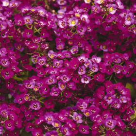 Alyssum Clear Crystals Purple Shades Seed A20222136
