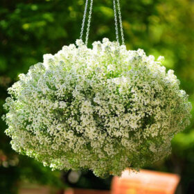Alyssum Clear Crystals White Seed A20222137
