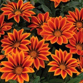 Gazania Kiss Orange Flame F1 Seed A20222363