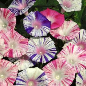 Ipomoea Carnival Seed A20222467