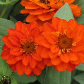 Zinnia Profusion Double Fire Seed A20223061