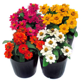 Zinnia Profusion Double Mix Seed A20223063