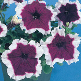Petunia Hulahoop Blue F1 Seed A20222977