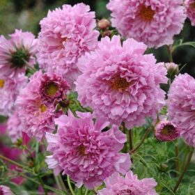 Cosmos Double Click Rose Bonbon Seed A20222300