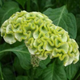 Celosia Spring Green Seed A20222263
