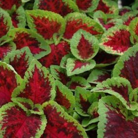 Coleus Watermelon Seed A20222291