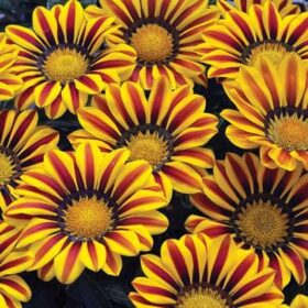 Gazania Big Kiss Yellow Flame F1 Seed A20222355