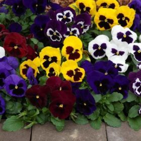 Pansy Mammoth Masquerade Mix F1 Seed A20222614