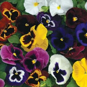 Pansy Mammoth Mix F1 Seed A20222615