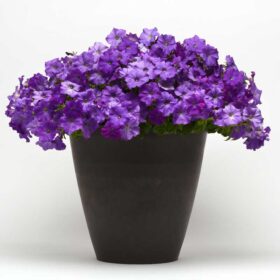 Petunia Shock Wave Denim F1 Seed A20222997