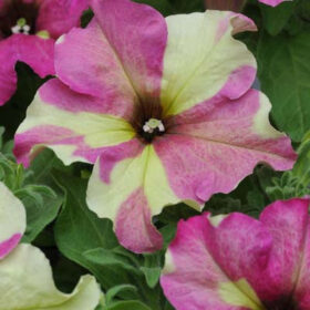 Petunia Sophistica Lime Bicolor Seed A20223010