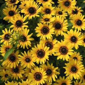 Rudbeckia Black Eyed Susa Denver Daisy Seed A20222694