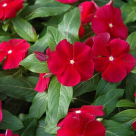 Vinca Pacifica XP Cranberry Seed A20222885