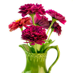 Zinnia Benary's Giant Wine Seed A20222909