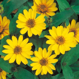 Zinnia Profusion Yellow Seed A20223070