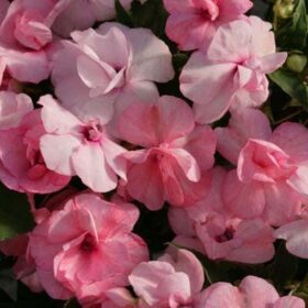 Impatiens Athena Appleblossom F1 Seed A20222453