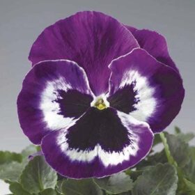 Pansy Delta Premium Violet/White F1 Seed A20222607