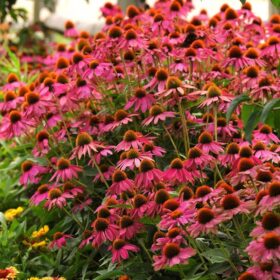 Echinacea PowWow Wild Berry Seed A20222346
