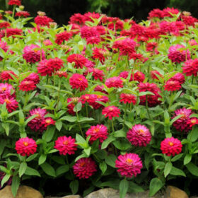 Zinnia Zahara Double Cherry Seed A20223080