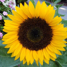 Sunflower Dafna F1 Seed A20222812