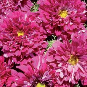 Cosmos Double Click Cranberries Seed A20222298