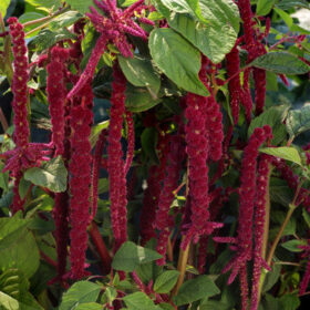 Amaranthus Caudatus Red Seed A20222144