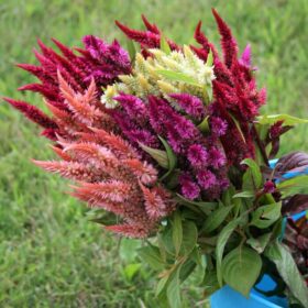 Celosia Celway Mix Seed A20222238