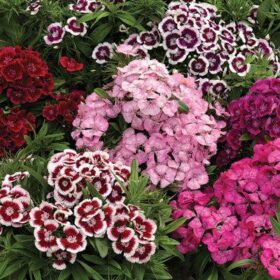 Dianthus Diabunda Mix F1 Seed A20222322