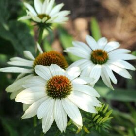 Echinacea PowWow White Seed A20222345