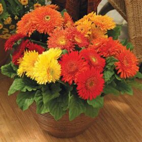 Gerbera Cartwheel Autumn Colors F1 Seed A20222388