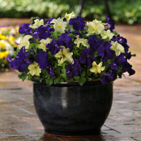 Petunia Fuseable Blueberry Lime Jam Seed A20222976