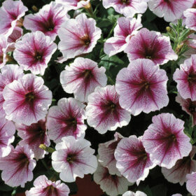 Petunia Opera Supreme Raspberry Ice F1 Seed A20222990