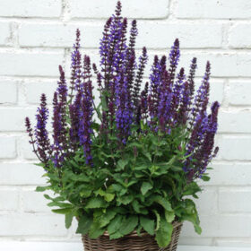 Salvia New Dimension Blue Seed A20222709