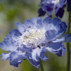 Pincushion Flower Scabiosa Fama Deep Blue Seed A20222721
