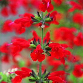Salvia Summer Jewel Red Seed A20222716