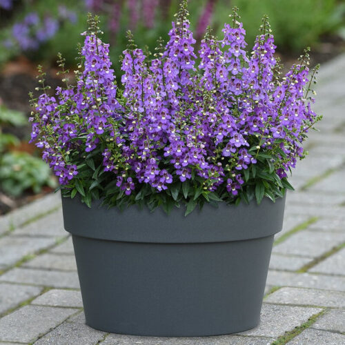Angelonia Serena Blue F1 Seed A20222155