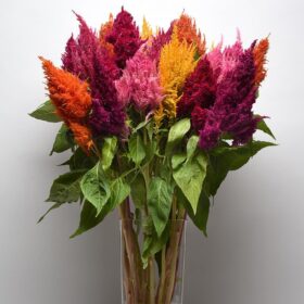 Celosia Sunday Mix Seed A20222266