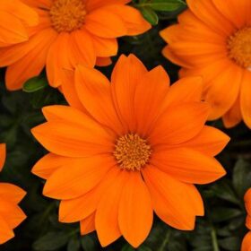 Gazania New Day Clear Orange F1 Seed A20222357