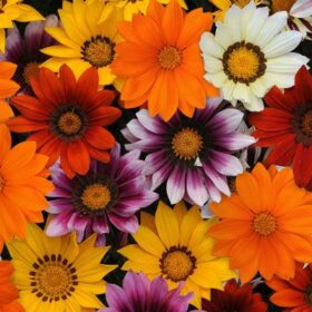 Gazania New Day Mix F1 Seed A20222358