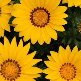 Gazania New Day Yellow F1 Seed A20222360